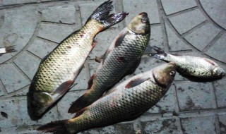 草鱼破肚的方法（草鱼破鱼技巧与方法）