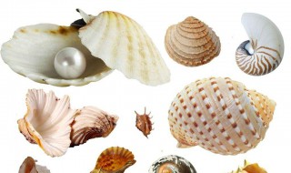 软化贝壳的方法 怎么软化贝壳