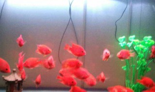 鱼缸水浑浑的怎么解决 鱼缸里水发浑怎么办