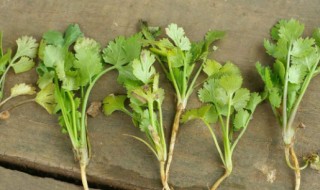 割香菜的最佳方法（割香菜的最佳方法视频）