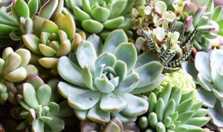 种多肉的方法（种多肉的方法是什么）