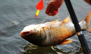 怎样钓鲢鳙（冬季手竿怎样钓鲢鳙）