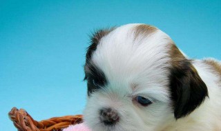 梦见动物是什么意思（总是梦见动物是什么意思）