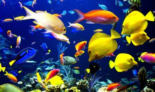 观赏鱼养什么鱼合适（想养观赏鱼什么样的好养）