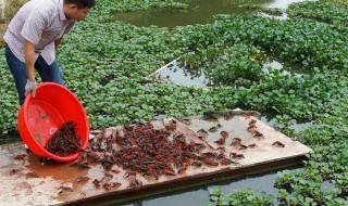 小龙虾养殖方法 小龙虾养殖方法和环境自己养法