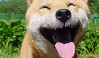 幽默爆笑的段子推荐 好玩的幽默段子