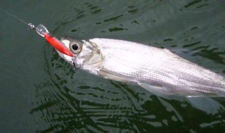 钓海鱼的方法 钓海鱼的方法和技巧