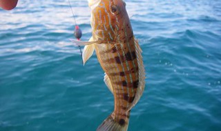 做鱼钓的方法 简易鱼钓做法