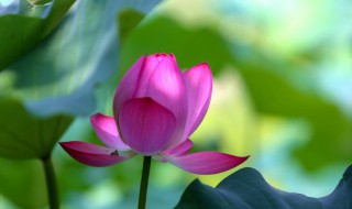 荷花的储存方法（荷花的保鲜方法）