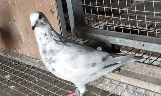 鸽子的驯服方法 鸽子的驯养方法