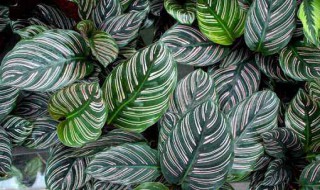 竹芋的修剪方法 竹芋的修剪方法视频