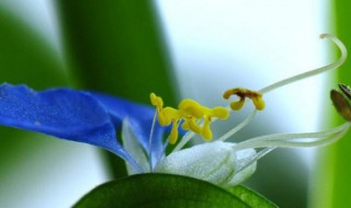 鸭舌草的繁殖方法 鸭舌草的繁殖方法图解