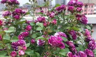 硫酸亚铁适合浇什么花 硫酸亚铁适合浇什么花卉