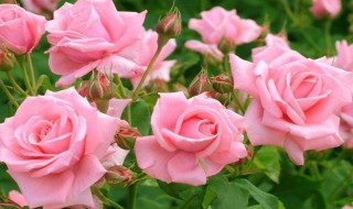 粉玫瑰适合送什么人（白玫瑰适合送什么人）