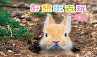 出去玩的俏皮句子（出去玩的幽默句子）