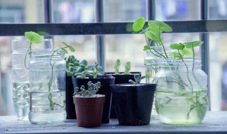 关于绿色植物的说说（关于绿色植物的说说简短）