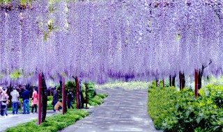 紫藤花花语 紫藤花花语寓意