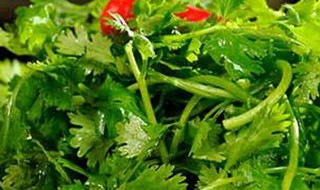 香菜的保存好方法（香菜最好的保存方法）