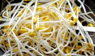 豆芽菜保存的方法 豆芽菜怎么能长时间保存