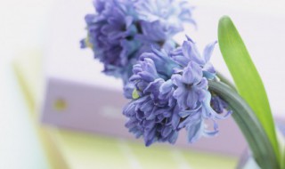 闺蜜句子唯美简短古风 闺蜜的句子古风