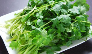 快速切香菜的方法 切好的香菜如何保持新鲜