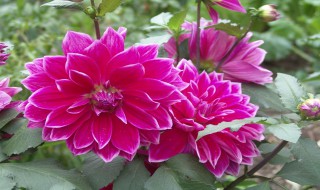 地瓜花的养护方法 地瓜花怎么养护