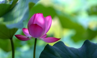 文案短句干净治愈夏天 文案短句干净治愈夏天搞笑