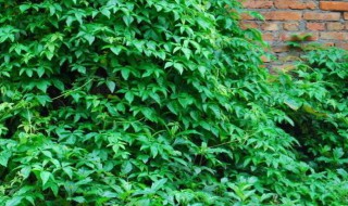 长青草的扦插方法（长青草的扦插方法图解）