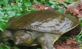 钓甲鱼的最佳方法 钓甲鱼的最佳方法和技巧