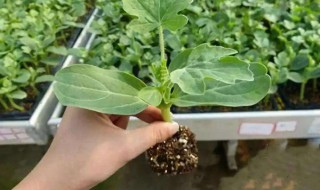 西瓜子种植的方法 西瓜子怎么种植方法
