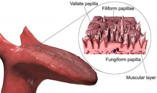 刮舌苔最简单的方法（刮舌苔最简单的方法视频）