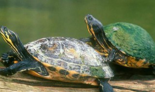 乌龟正确的饲养方法 乌龟正确的饲养方法图片