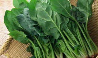 挑菠菜的正确方法 怎样挑菠菜