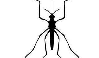 对付黑蚊子的方法 对付黑蚊子的方法是什么