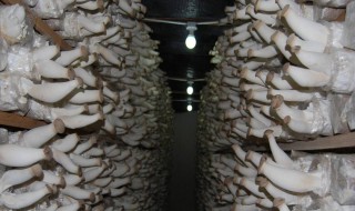 蘑菇菌种的配制方法（蘑菇菌种的配制方法有哪些）