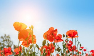 生活励志句子唯美简短（励志句子唯美又简短的句子）