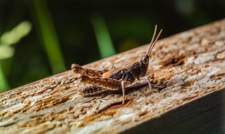 纸蚱蜢怎么做（蚱蜢怎么做手工）