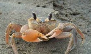 钓沙蟹的最佳方法 钓沙蟹的最佳方法是什么
