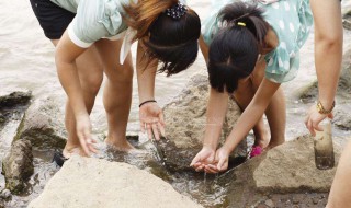 捉泥鳅的简易方法 捉泥鳅最简单的方法