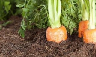 夏天种萝卜的方法（秋季萝卜种植方法）