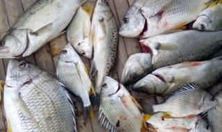 正确的渔获方法 渔获需要什么