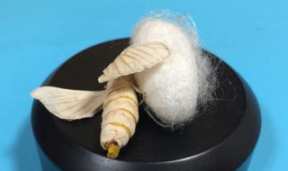 蚕蛾破茧喷出的液体是什么（蚕蛾破茧喷出的液体是什么味道）