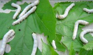 蚕宝宝拉稀有救吗（蚕宝宝拉稀怎么回事）