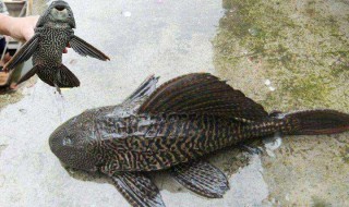 清洁工鱼突然死了怎么回事 清洁工鱼死了,是什么原因呢?