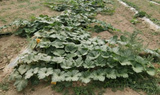 南瓜徒长不结果是因为什么 南瓜苗徒长原因