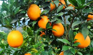 橙子的种植要注意什么 橙子适应什么地方种植