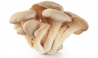 平菇的生长条件是什么 平菇的生长环境和条件是什么