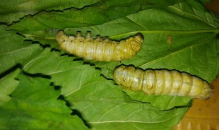 蚕翻来翻去是不是要死了 蚕翻来翻去是不是要死了呢