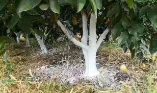 果树涂白的作用是什么 果树涂白的作用是什么意思
