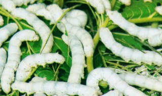 刚点完蚊香要多久蚕可以放 养蚕点了蚊香怎么办